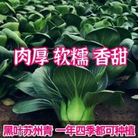 蘇州青種子黑葉矮腳青梗菜黑大頭上海青超甜脆好吃秋冬季農(nóng)家菜種