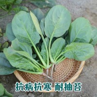 趴地菠菜種子黑園葉菠菜種籽生長(zhǎng)速度快耐寒越冬蔬菜種子大全