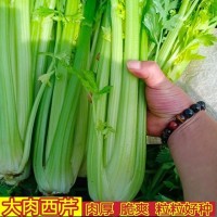 大肉西芹種子芹菜種籽肉厚脆爽春秋四季可播庭院田園農(nóng)家蔬菜種子