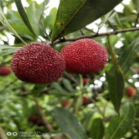 正宗嫁接楊梅樹苗 特大早熟南北方種植當(dāng)年結(jié)果 八門果業(yè)