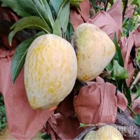奈李苗 蜂糖李子樹苗 庭院種植果樹苗 基地現(xiàn)挖現(xiàn)發(fā)