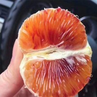 盆栽果樹(shù) 橙樹(shù)新品種之塔羅科血橙苗 果樹(shù)苗木 批發(fā)