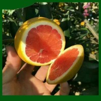 南方果樹(shù)苗 新一代嫁接樹(shù)苗 紅肉臍橙果苗基地批發(fā)出售