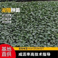 麒麟 免費技術(shù)指導(dǎo) 種類齊全 西瓜苗 果皮薄 溫室常年種植