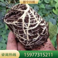 羅漢果苗 貴 州基地種植批發(fā) 當年掛果庭院四季種植