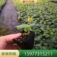 羅漢果苗帶土樹苗當年掛果庭院陽臺種植包教種植管理技術(shù)