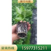 紫香百香果苗盆栽當年結(jié)果帶盆發(fā)貨營養(yǎng)土培育脫毒無菌苗