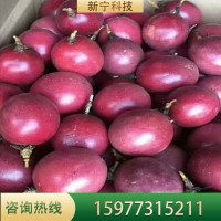 百香果苗雞蛋果苗紫香臺農(nóng)黃金果樹苗四季可種盆栽