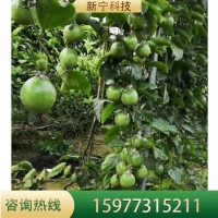 苗木地基地供應(yīng)紫香百香果當年結(jié)果爬藤南方種樹苗