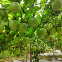 臺農(nóng)嫁接苗插秧苗果樹苗帶土帶葉子發(fā)貨苗場種植批發(fā)不零售