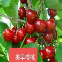 吉賽拉砧木嫁接櫻桃種苗 車厘子樹苗 薩米脫根系發(fā)達 保濕郵寄