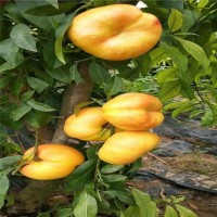 黃蟠桃苗 中油蟠9號桃樹苗 巨蟠桃樹苗 果科種植