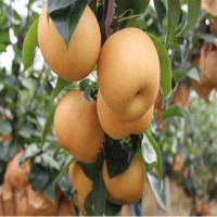 根系發(fā)達 苗木純正 1公分以上秋月梨苗 基地直供