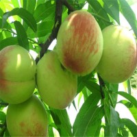 基地供應(yīng)桃樹苗木 紅蟠桃樹苗 肉質(zhì)細嫩 嫁接桃樹苗