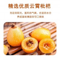 代發(fā)竹鹽枇杷干500g 批發(fā)水果干果脯零食散裝酸甜軟糯無(wú)核枇杷干