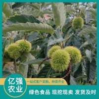新鮮老樹(shù)板栗 放心選擇 有淺薄蠟質(zhì)層 內(nèi)皮易剝 億強(qiáng)