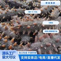 鮮食海參15-18頭即食0添加大連遼刺參規(guī)格齊全源頭工廠一件代發(fā)