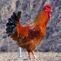 農(nóng)家散養(yǎng)九斤紅玉公雞苗活體脫溫紅玉公雞苗大體型紅玉380公雞價(jià)