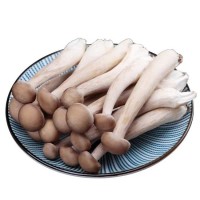 鮮鹿茸菇