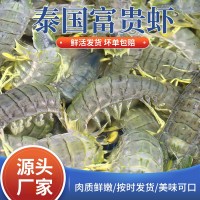 松發(fā)水產(chǎn)鮮活泰式生腌嗆大蝦開(kāi)背去蝦線(xiàn)無(wú)皮蝦泰國(guó)富貴蝦可生食用