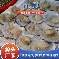 供應(yīng)海鮮水產(chǎn)新鮮元貝大扇貝燒烤專(zhuān)用食材海鮮鮮活家庭商用元貝