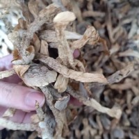 鹿茸菇貨源一手批發(fā)