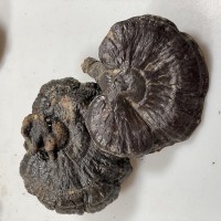 靈芝批發(fā)云南黑靈芝靈芝片靈芝孢子粉靈芝干貨散裝黑靈芝一件代發(fā)