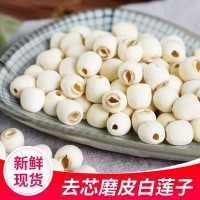 新鮮湘潭白蓮子大顆粒湘蓮干貨散裝袋裝磨皮無(wú)硫紅皮帶芯無(wú)芯蓮子