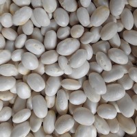 批發(fā)云南特產(chǎn)農(nóng)家自種 珍珠豆新貨 彈子豆 圓白蕓豆新貨 五谷雜糧
