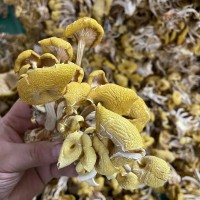 云南特產(chǎn)雞油菌干貨黃金菇榆黃菇香菇山珍土特產(chǎn)1000g包郵黃絲菌