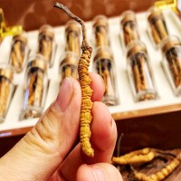 冬蟲夏草西藏那曲鮮蟲草蟲草新鮮批發(fā)無(wú)斷草干貨蟲草產(chǎn)地直發(fā)