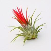 空氣鳳梨懶人無土植物福果精靈基地農(nóng)場直發(fā)綠植盆栽花卉