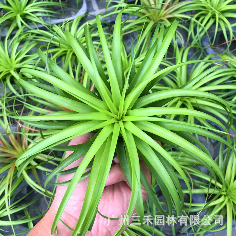 貝可利IMG_1642_副本.jpg