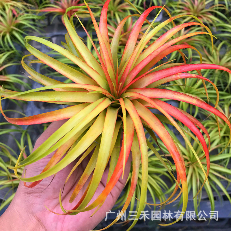 貝可利IMG_1745_副本.jpg