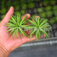 空氣鳳梨懶人無土植物丘比特卷葉精靈基地農(nóng)場直發(fā)綠植盆栽花卉