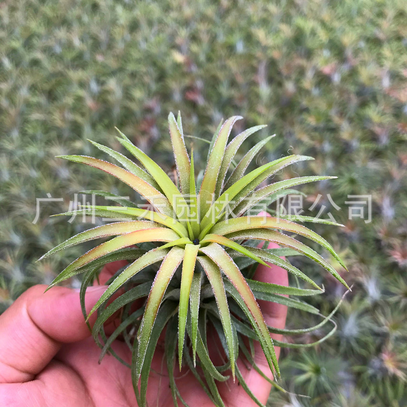 卷葉IMG_1334_副本.jpg