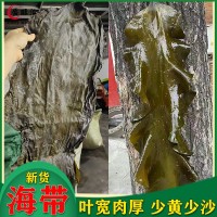 干海帶皮批發(fā)地攤2024新貨散裝海帶干貨曬干少沙葉寬 整條海帶絲