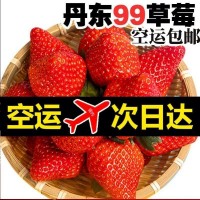 丹東莓99牛奶新鮮3斤奶油紅顏九九大水果現(xiàn)摘半斤批發(fā)價跨境