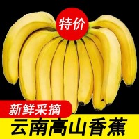 香蕉云南特產(chǎn)新鮮水果應(yīng)季批發(fā)價大果高山成熟薄皮一件代發(fā)跨境