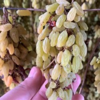 葡萄干新疆吐魯番直發(fā)散貨19.8斤小顆粒烘焙糕點(diǎn)產(chǎn)地發(fā)貨無核無籽