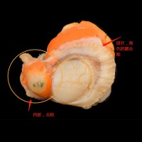 野生扇貝肉特大號(hào)扇貝肉新鮮冷凍野生扇貝全貝蝦夷貝蒜蓉扇貝