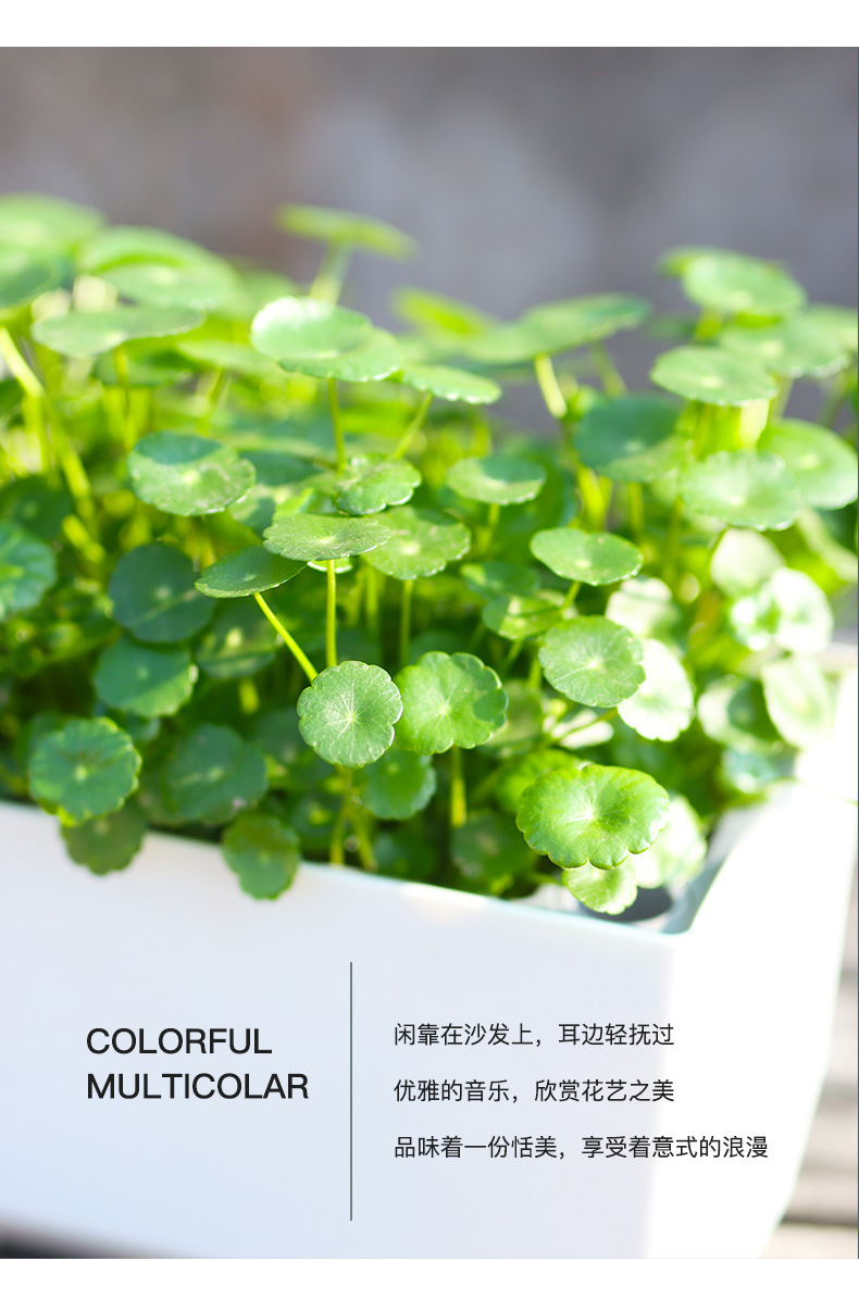 A203-菱形長條儲(chǔ)水花盆_09.jpg